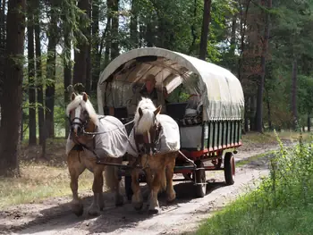 Dwergte (Germany)